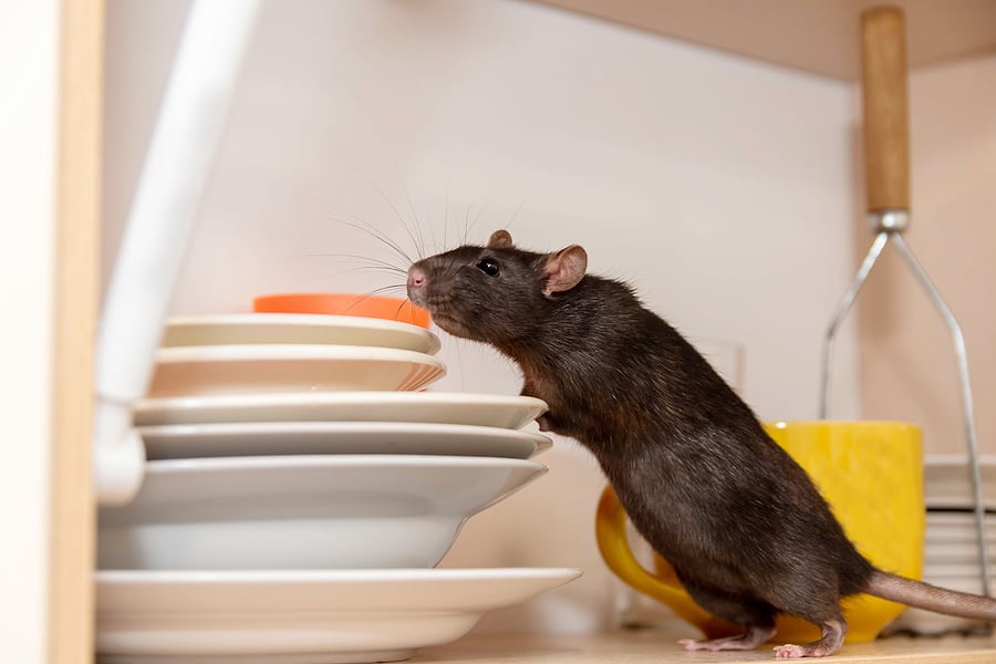 Commercial Pest Control – Signs Your Space Has Rodents