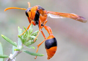 Wasp Removal Melbourne