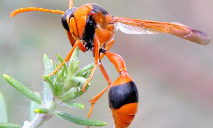 What Are The Orange Wasps In Australia?