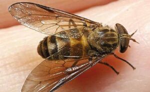 pest control services Melbourne