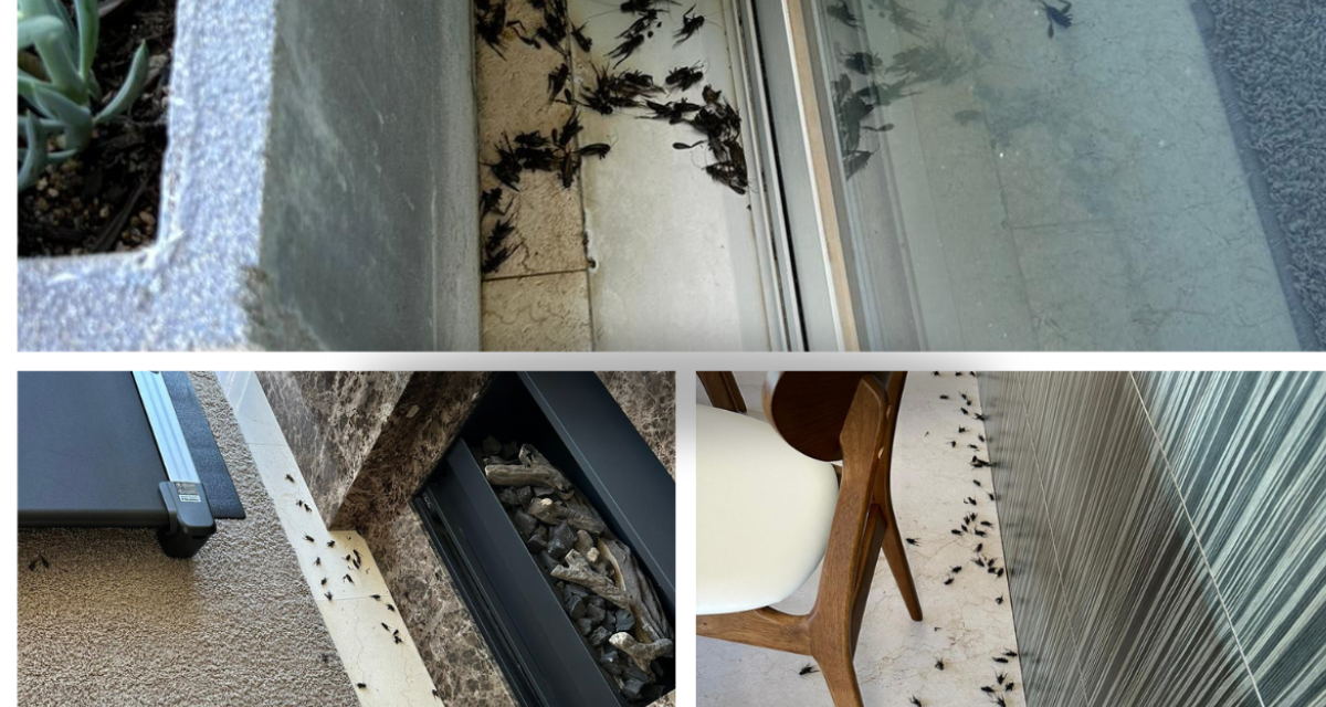 Cricket Plague In Brighton How To Stay Safe And Protect Your Home?