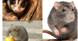 rat removal Melbourne
