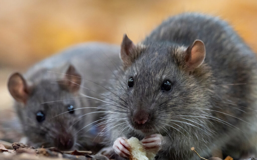How To Get Rid of Rats in the Autumn Season?