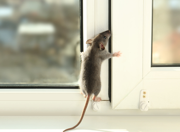 The Cost Factors Behind Rat Control In Melbourne