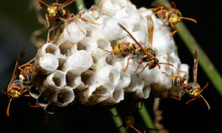 Are Australian Hornets More Active In Autumn?