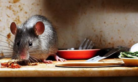 The Kind of Smells That Rats Hate – Find Out!