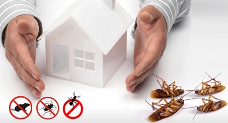 Common Winter Pests in Australia: How to Tackle Them?