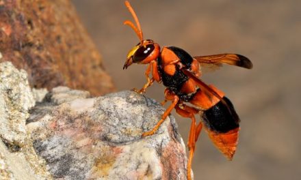 How To Identify And React To An Australian Hornet?