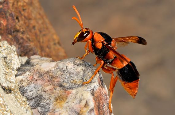 How To Identify And React To An Australian Hornet?
