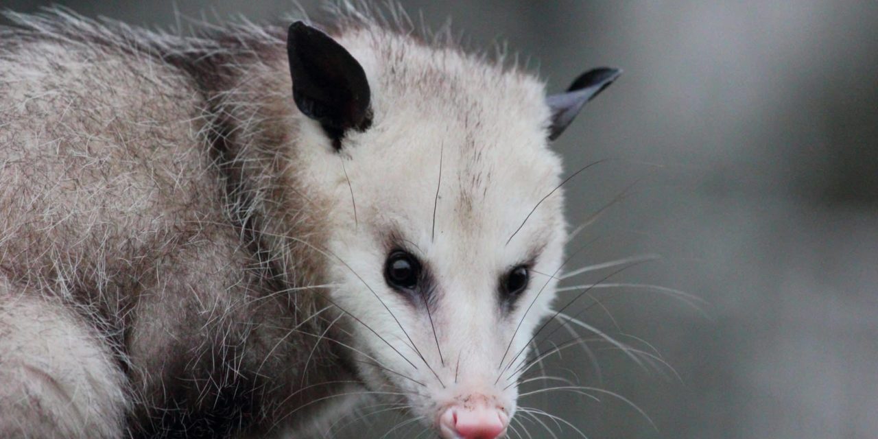 Are Possum Infections a Real Threat?