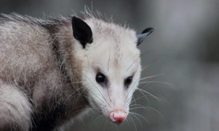 Are Possum Infections a Real Threat?