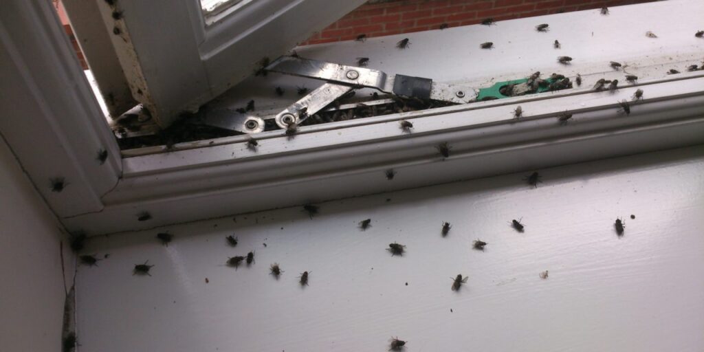 rodent removal Melbourne