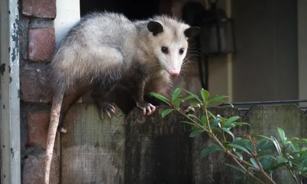 4 Smells That Deter Possums Away