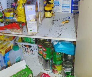 pest control in Melbourne