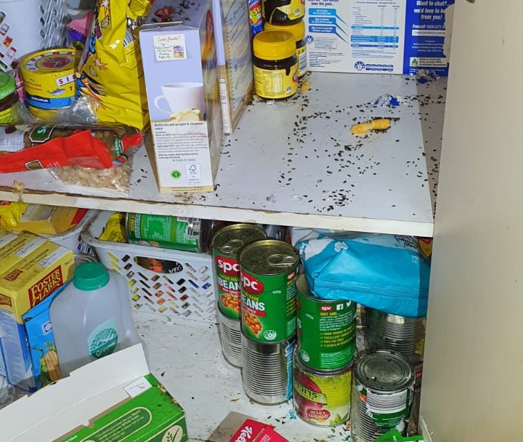 pest control in Melbourne