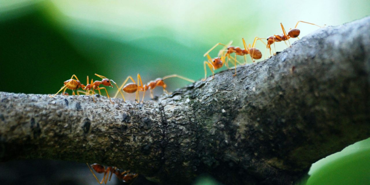 What to Do When Ants Invade Your Home