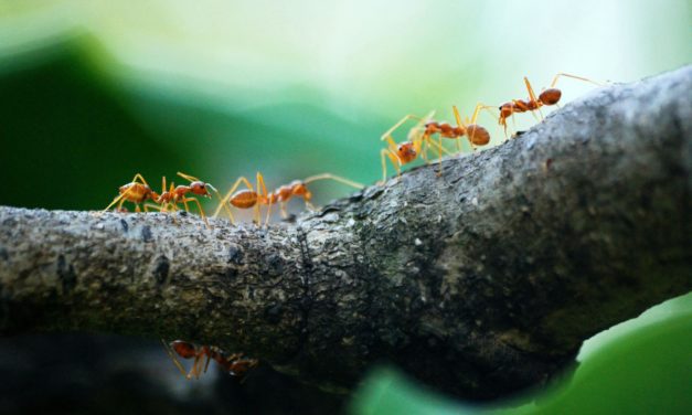 What to Do When Ants Invade Your Home