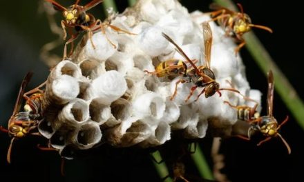 Australian Hornet Nest: Is It Dangerous?