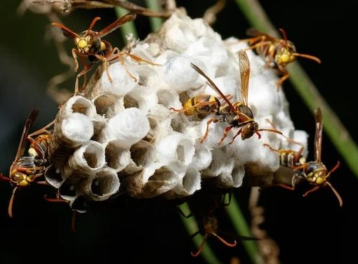 Australian Hornet Nest: Is It Dangerous?