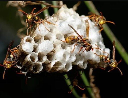 Australian Hornet Nest: Is It Dangerous?