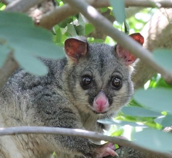 How To Get Rid of Possums?