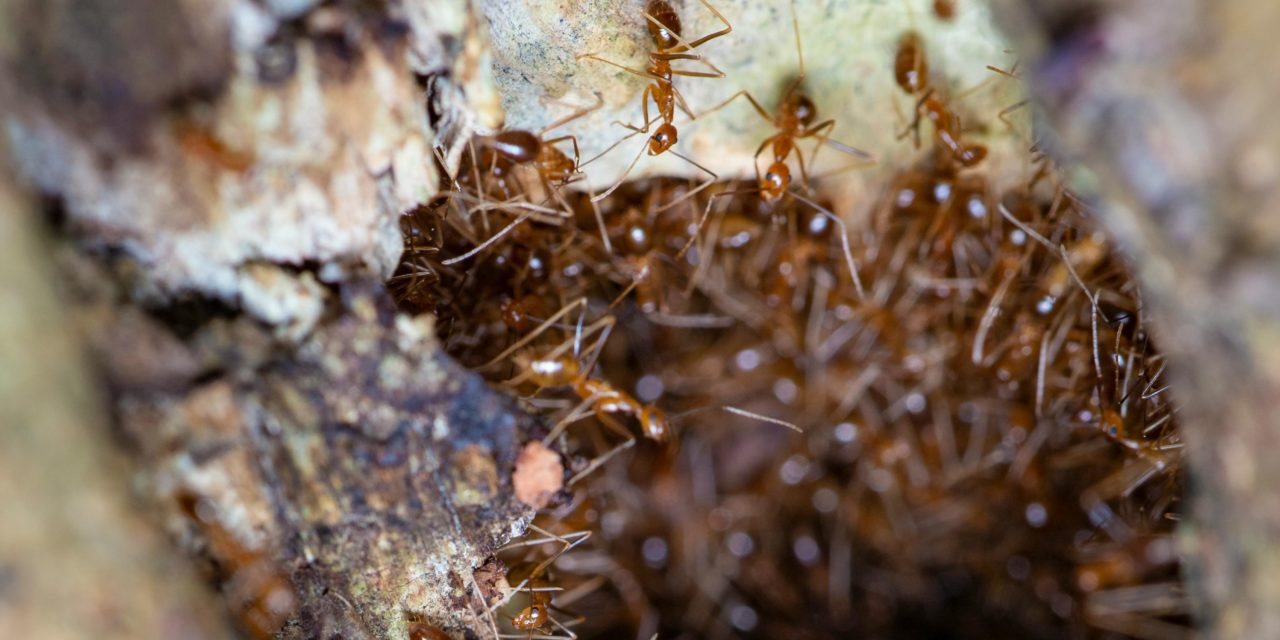 Effective Ant Pest Control: Enviro Safe Pest Control’s Recent Success Story