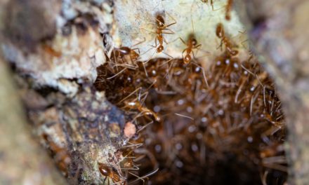 Effective Ant Pest Control: Enviro Safe Pest Control’s Recent Success Story