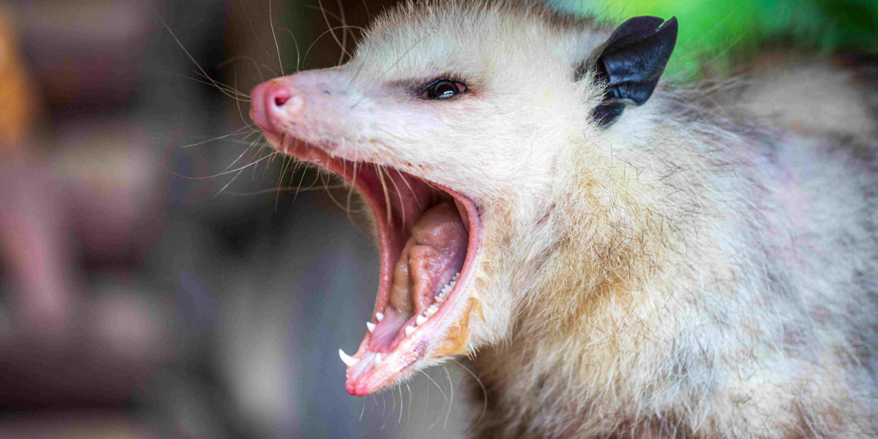 What Smells Do Possums Hate?