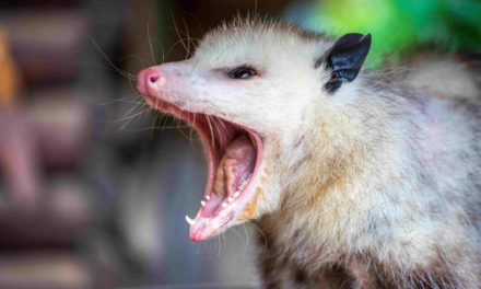 What Smells Do Possums Hate?