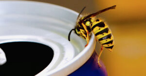 pest control in Melbourne