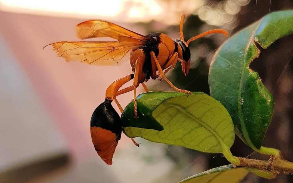 wasp control in Melbourne