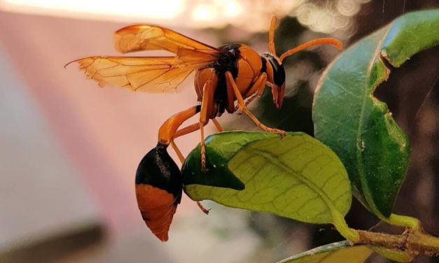 Why Should You Call The Experts For Orange And Black Hornet Removal?