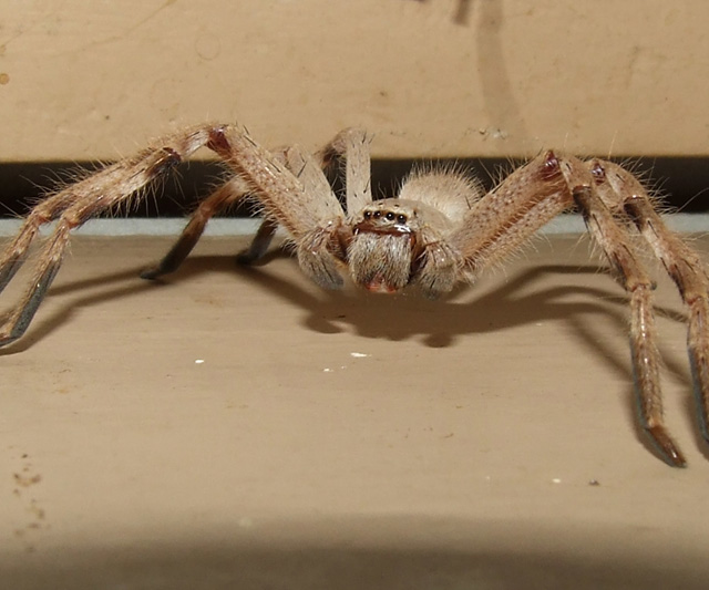 Huntsman Spiders in Melbourne