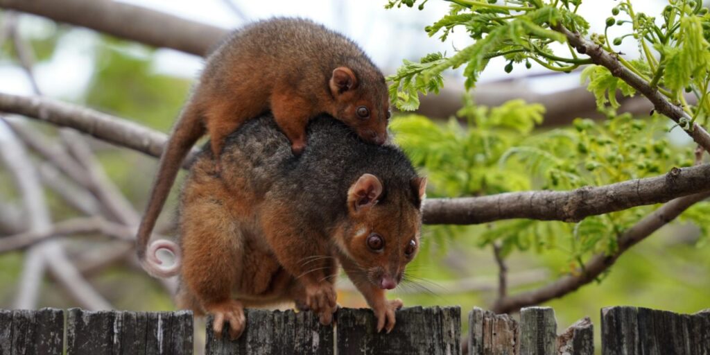 possum removal in Melbourne