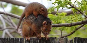 possum removal in Melbourne