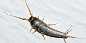 silverfish control in Melbourne