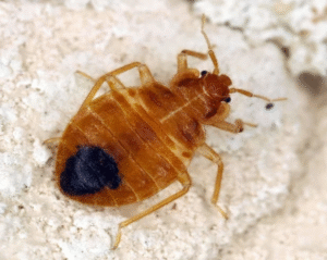 bed bug