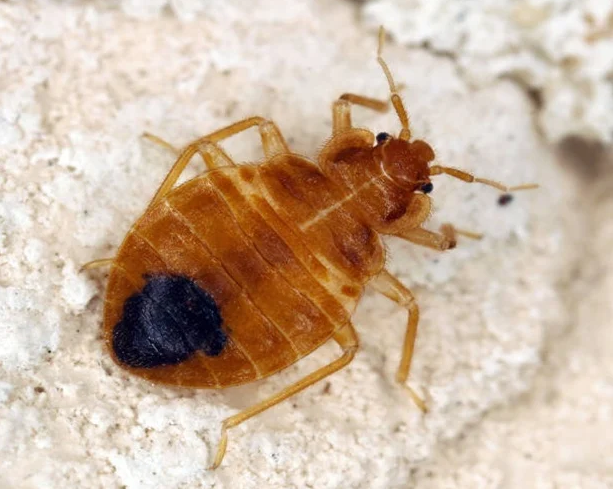 bed bug