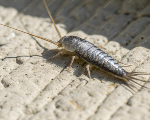 silverfish