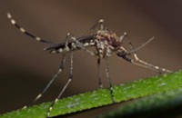 Aedes Camptorhynchus