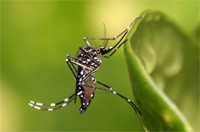 Aedes Notoscriptus