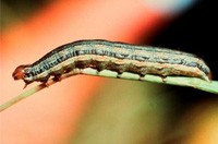 African Armyworm