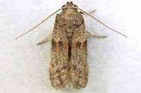 Almond Moth