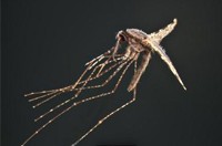 Anopheles Annulipes S.I.