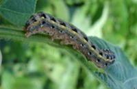 Armyworms