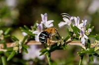 Blue Banded Bees