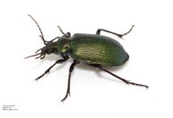 Calosoma Schayeri