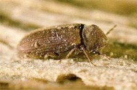 Common Furniture Beetle