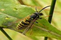 Common Wasp