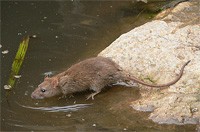 Common Water Rat